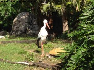 Animal Kingdom - Walt Disney World