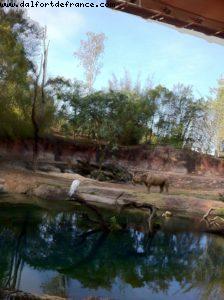 Animal Kingdom - Orlando