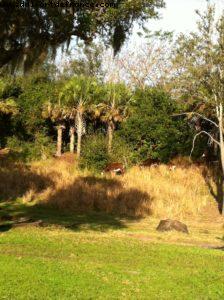 Animal Kingdom - Orlando