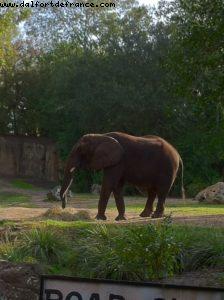Animal Kingdom - Orlando