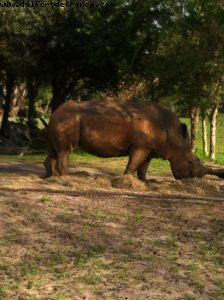 Animal Kingdom - Orlando