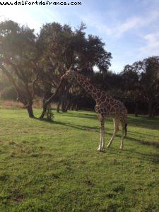 Animal Kingdom - Orlando