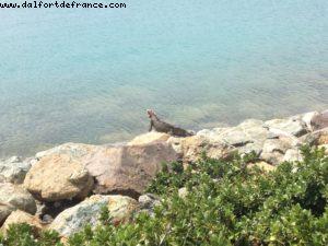 Charlotte Amalie - îles vierges US - Notre 9eme croisière RSVP (à bord du Nieuw Amsterdam)