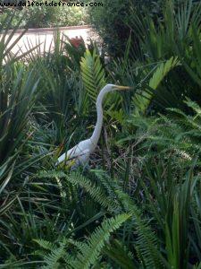 Animal Kingdom - Walt Disney World