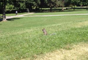 Parc du Mont Royal - Montreal