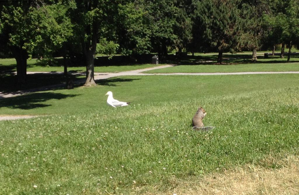 Parc du Mont Royal - Montreal