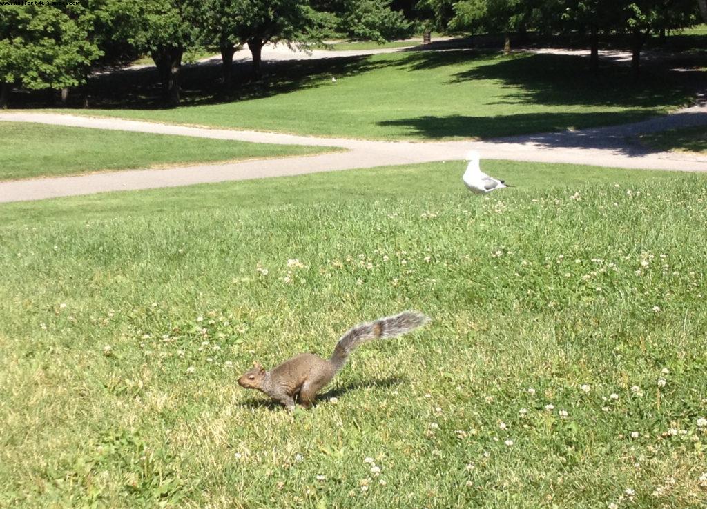Parc du Mont Royal - Montreal