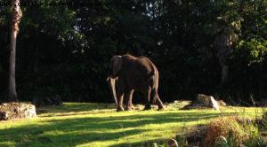 Animal Kingdom - Walt Disney World