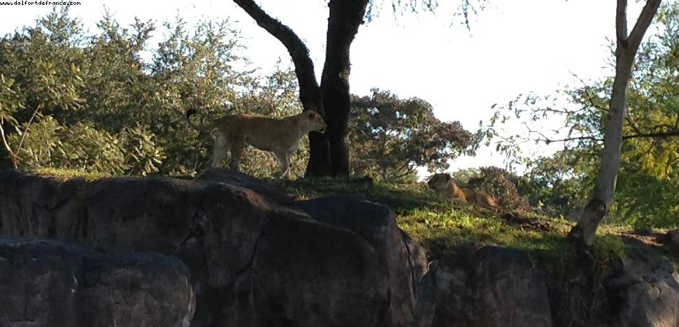Animal Kingdom - Walt Disney World