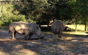 Animal Kingdom - Walt Disney World