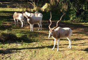Animal Kingdom - Walt Disney World