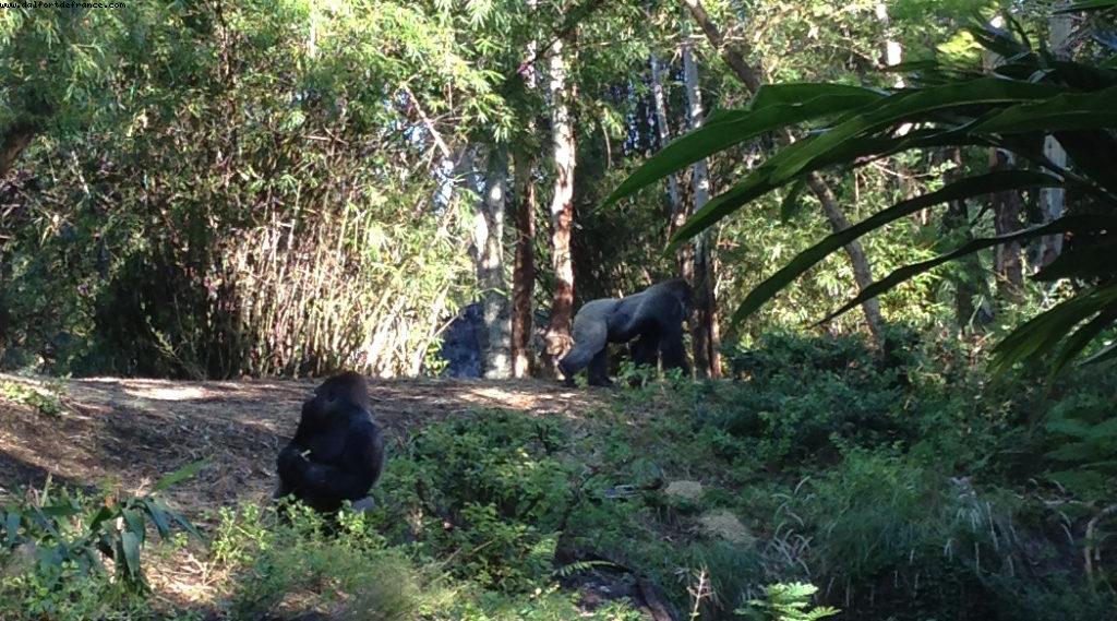 Animal Kingdom - Walt Disney World
