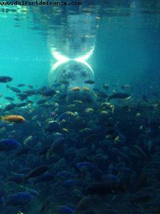 Animal Kingdom - Walt Disney World