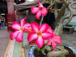 Hoi An - Our 45th Atlantis cruise (Celebrity Millenium)