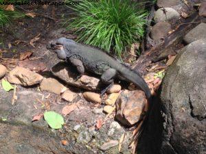 Animal Kingdom - Walt Disney World