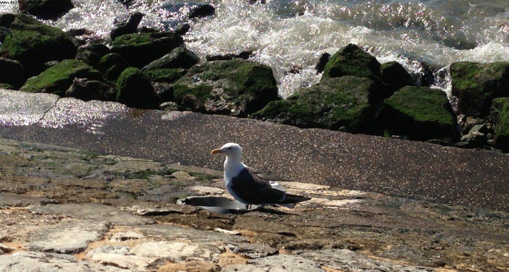 Lisbon - Our 47th Atlantis cruise (Celebrity Constellation)