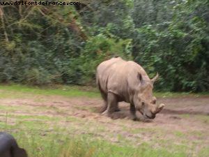 Animal Kingdom - Walt Disney World