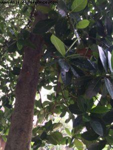 Dorian tree - Puri Bagus Lovina Resort - Lovina - Bali - Our 50th Atlantis cruise (Celebrity Equinox)