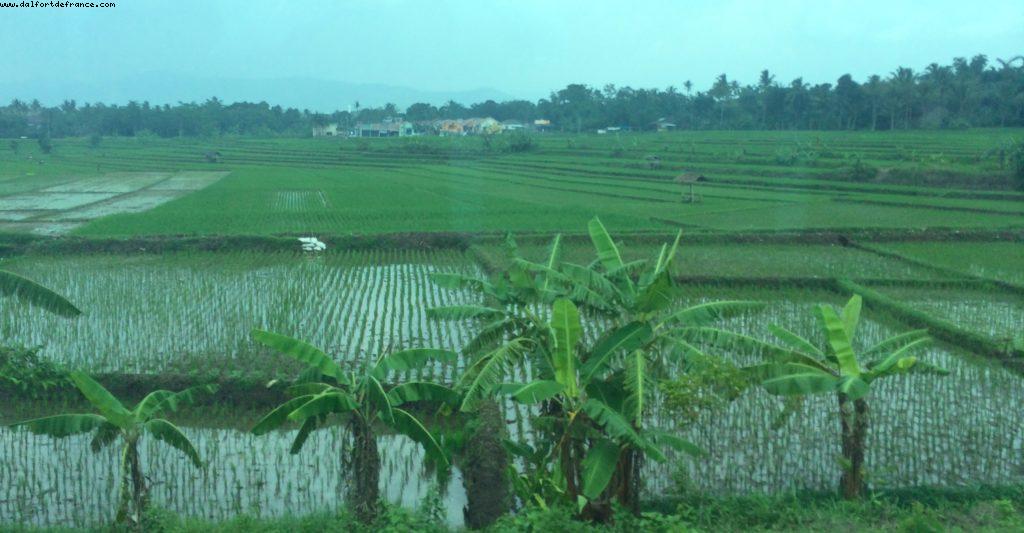 Countryside - Central Java - Our 50th Atlantis cruise (Celebrity Equinox)