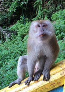 Batu Caves - Kuala Lumpur - Our 50th Atlantis cruise (Celebrity Equinox)