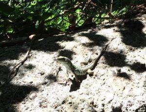 Capri - Our 50th Atlantis cruise (Celebrity Equinox)