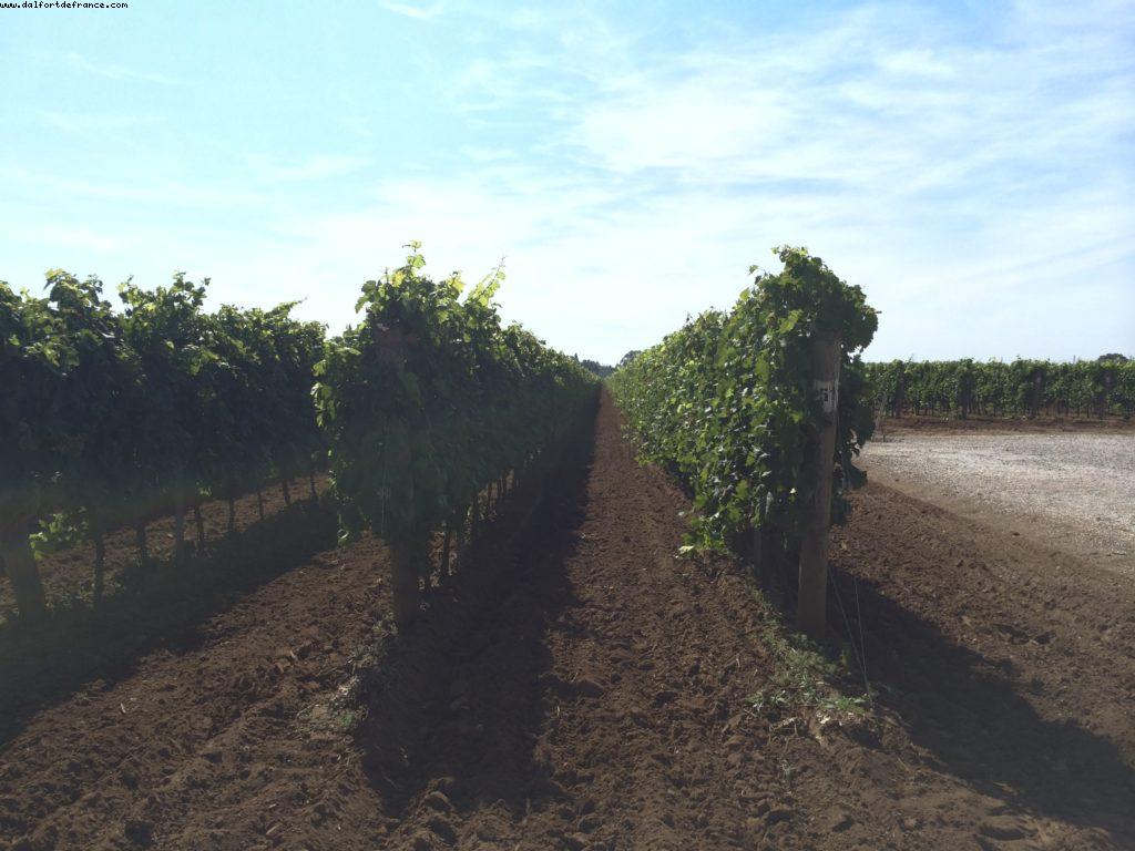 Fattoria Terre del Marchesato - Winery -Bolgheri - Our 50th Atlantis cruise (Celebrity Equinox)