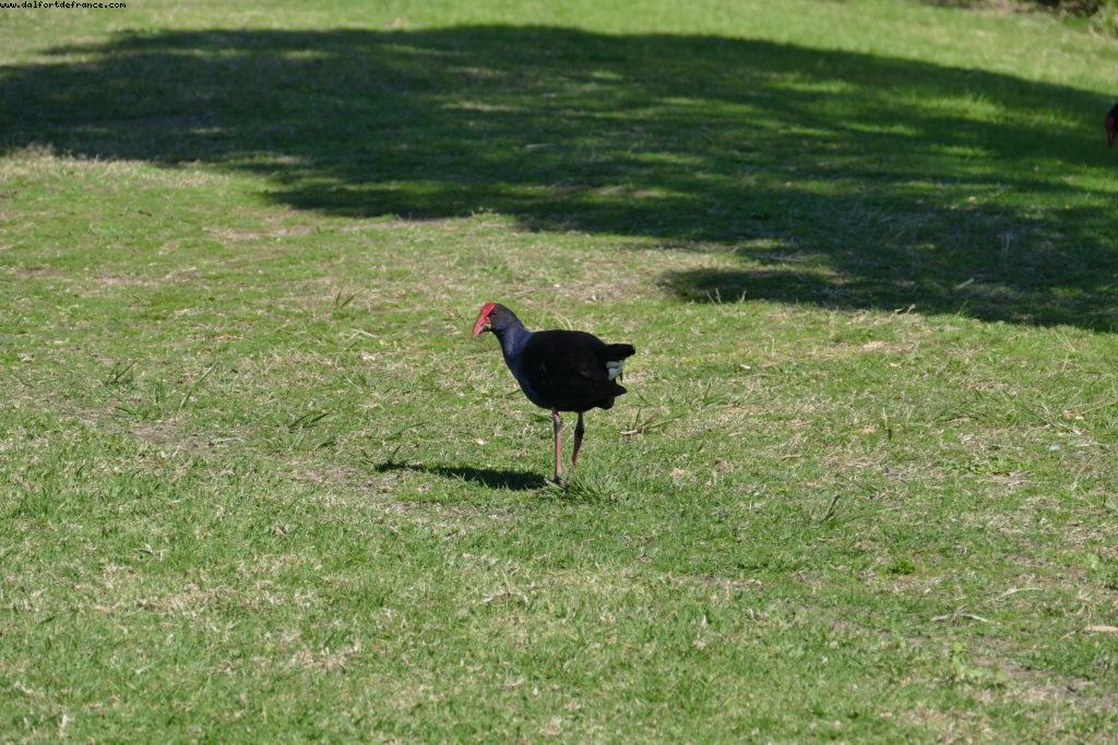 La pointe nord - Sydney