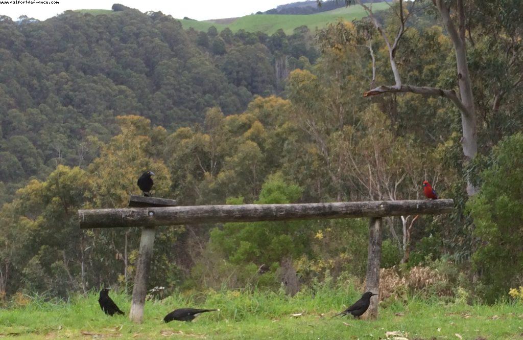 Beacon Point - Appolo Bay - Great Ocean Road - Victoria
