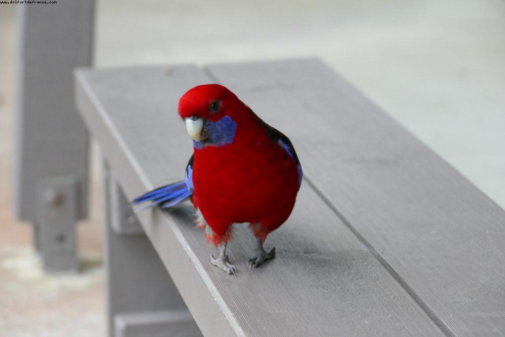 Beacon Point - Appolo Bay - Grat Ocean road - Victoria