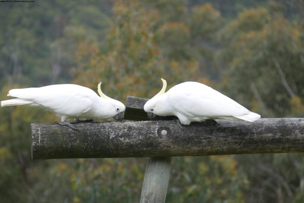 Beacon Point - Appolo Bay - Great Ocean road - Victoria