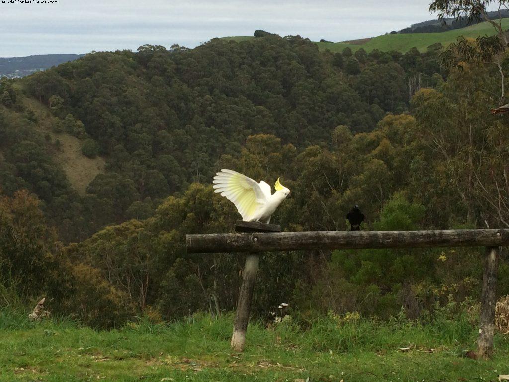 Beacon Point - Appolo Bay - Great Ocean Road - Victoria