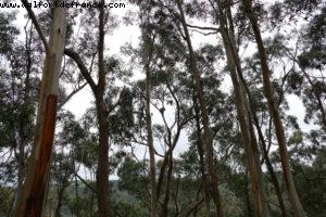 Beacon Point - Appolo Bay - Great Ocean road - Victoria