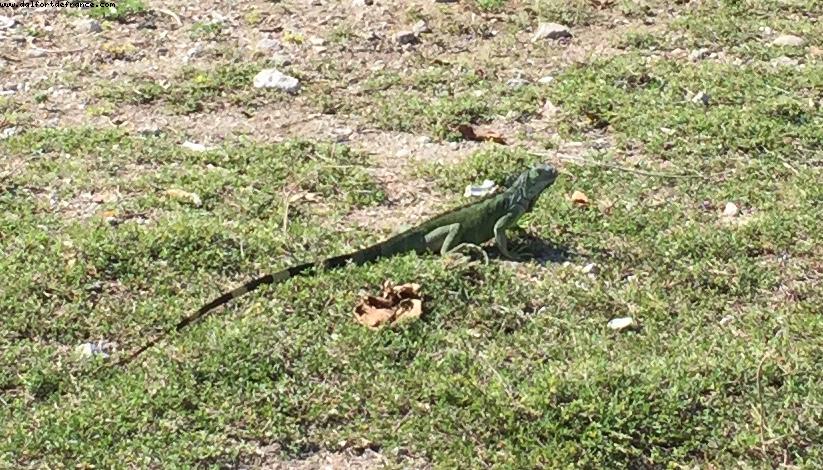 Grand Cayman - Our 11th RSVP cruise (Regal Princess)