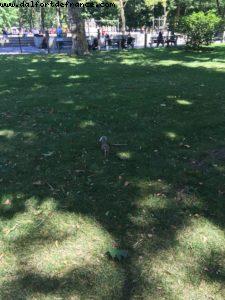 Central Park - Ville de New York