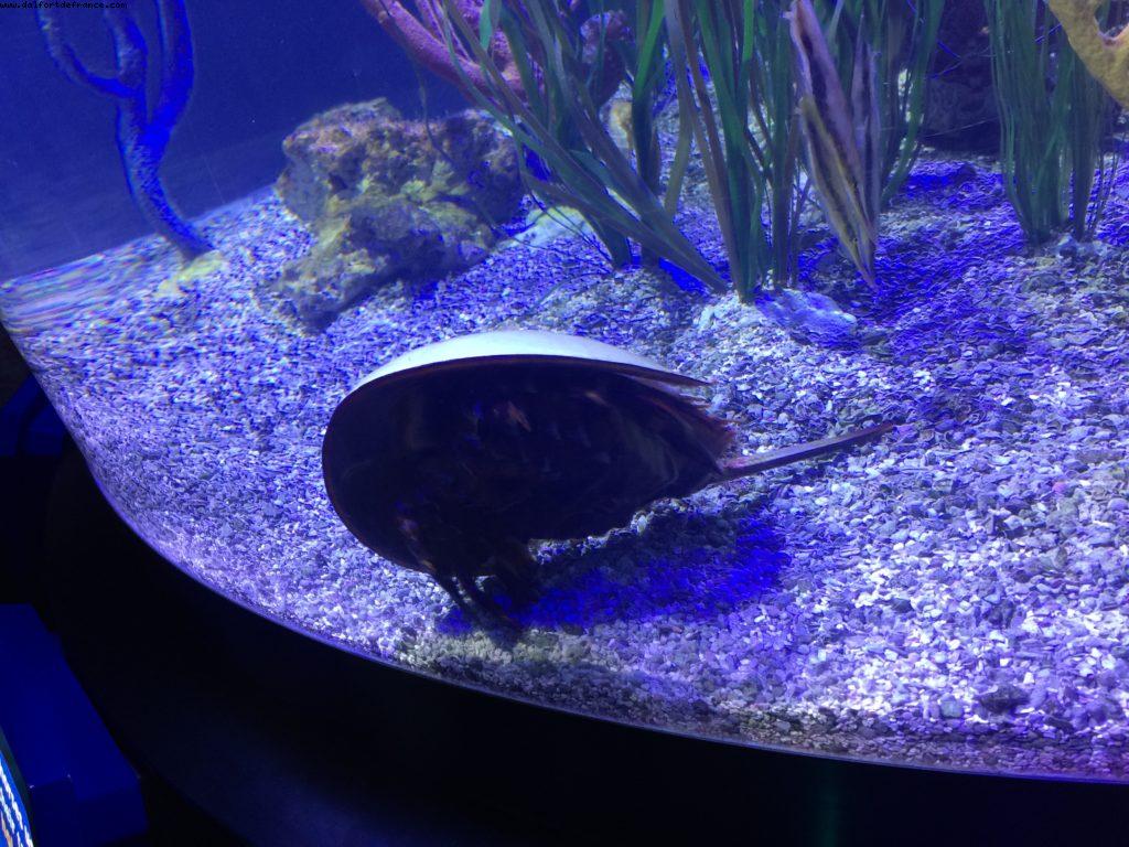 A la recherche de Némo - Epcot - Walt Disney World