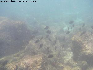 Observation des poissons - Côte Nord