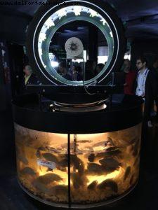 Belgium (1397) - Expo - Milan