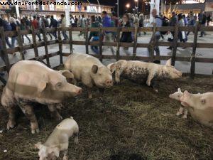 Main Street (1239) - Expo - Milan