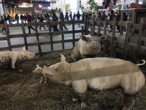 Main Street (1240) - Expo - Milan