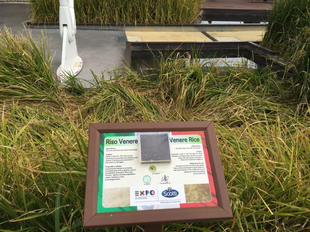 Rice Cluster (1403) - Expo - Milan
