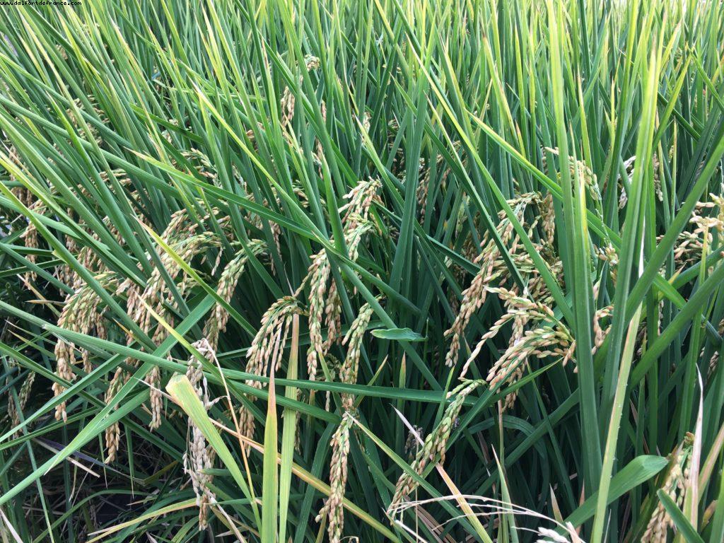 Rice Cluster (1405) - Expo - Milan