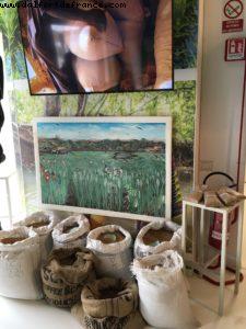 Rice Cluster - Sierra Leone (1408) - Expo - Milan