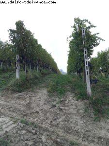 Palas Cerquio - La Morra