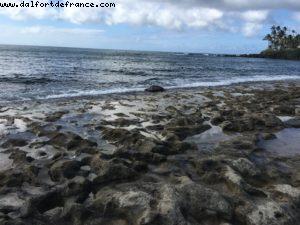 Turtle Beach - North Shore - Oahu