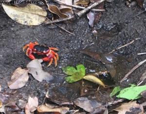 Chemin d'accès à la Petite Anse des Salines - Our 55th Atlantis Cruise (Celebrity Summit)