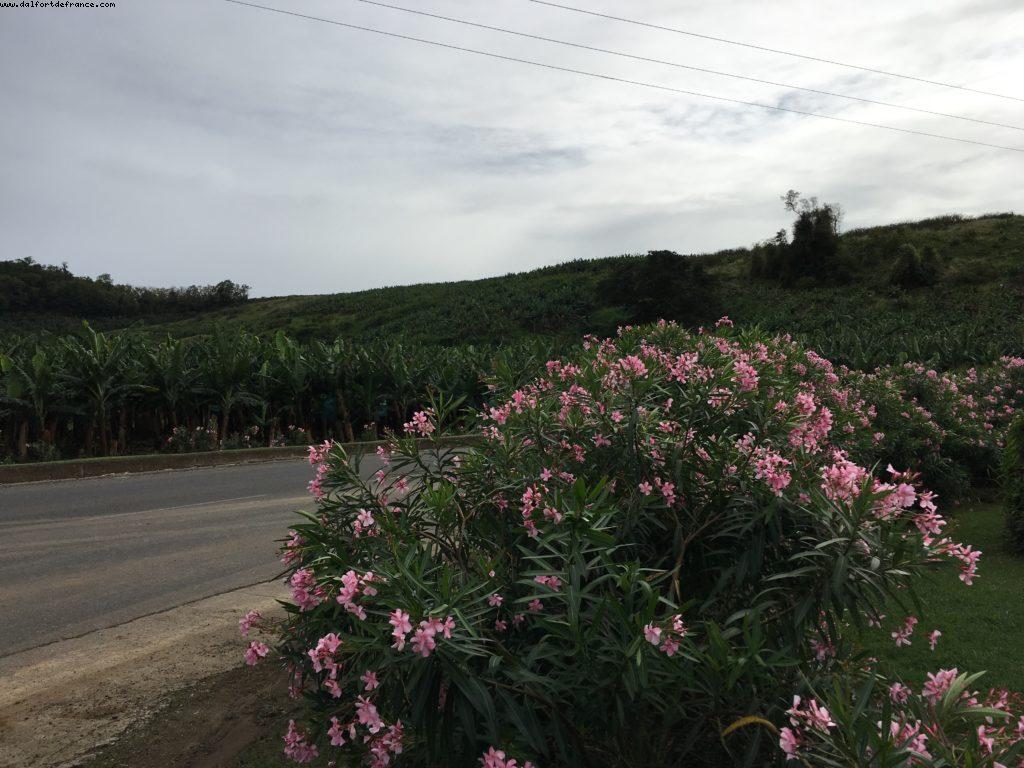 Plantations de bananes - Our 55th Atlantis Cruise (Celebrity Summit)