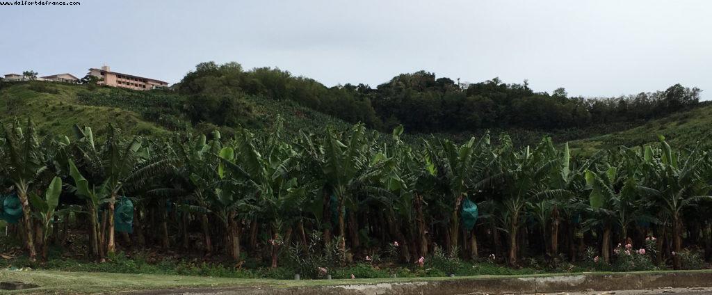 Plantations de bananes - Our 55th Atlantis Cruise (Celebrity Summit)