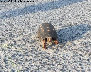 Anse de la grande Saline - Our 55th Atlantis Cruise (Celebrity Summit)