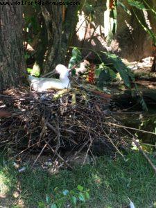 Animal Kingdom - Walt Disney World