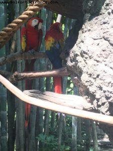 Animal Kingdom - Walt Disney World